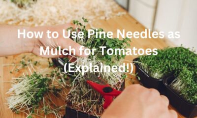 How to Use Pine Needles as Mulch for Tomatoes