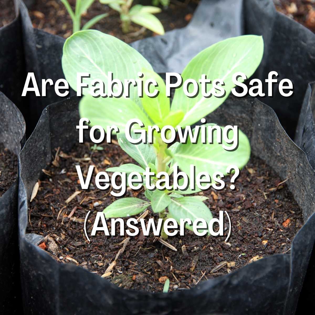 Are Fabric Pots Safe for Growing Vegetables