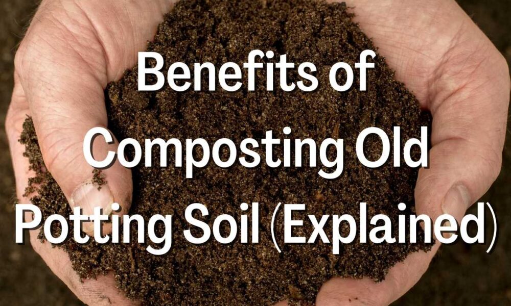 Benefits of Composting Old Potting Soil
