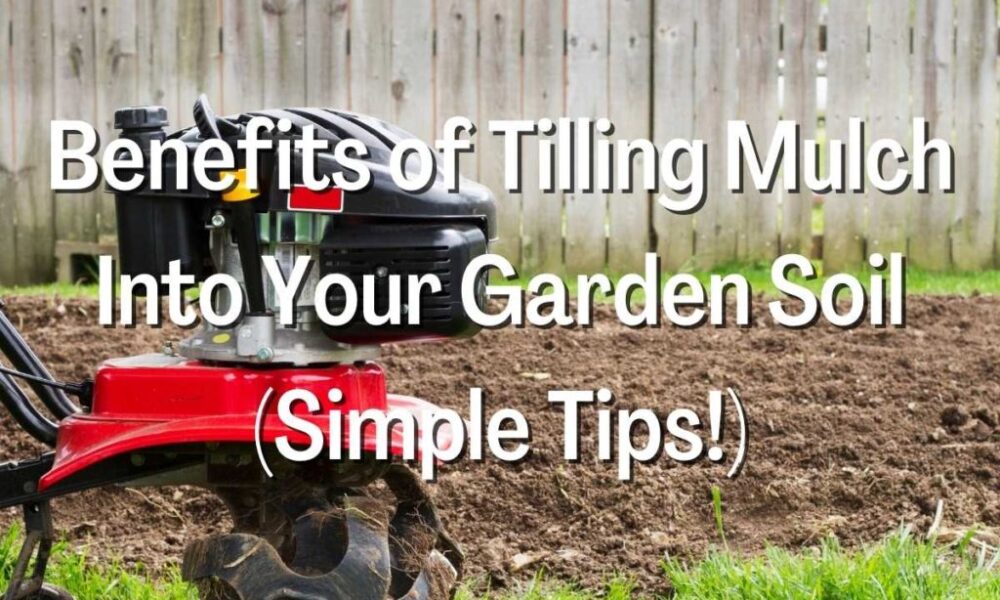 Benefits of Tilling Mulch Into Your Garden Soil