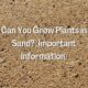 Can You Grow Plants in Sand