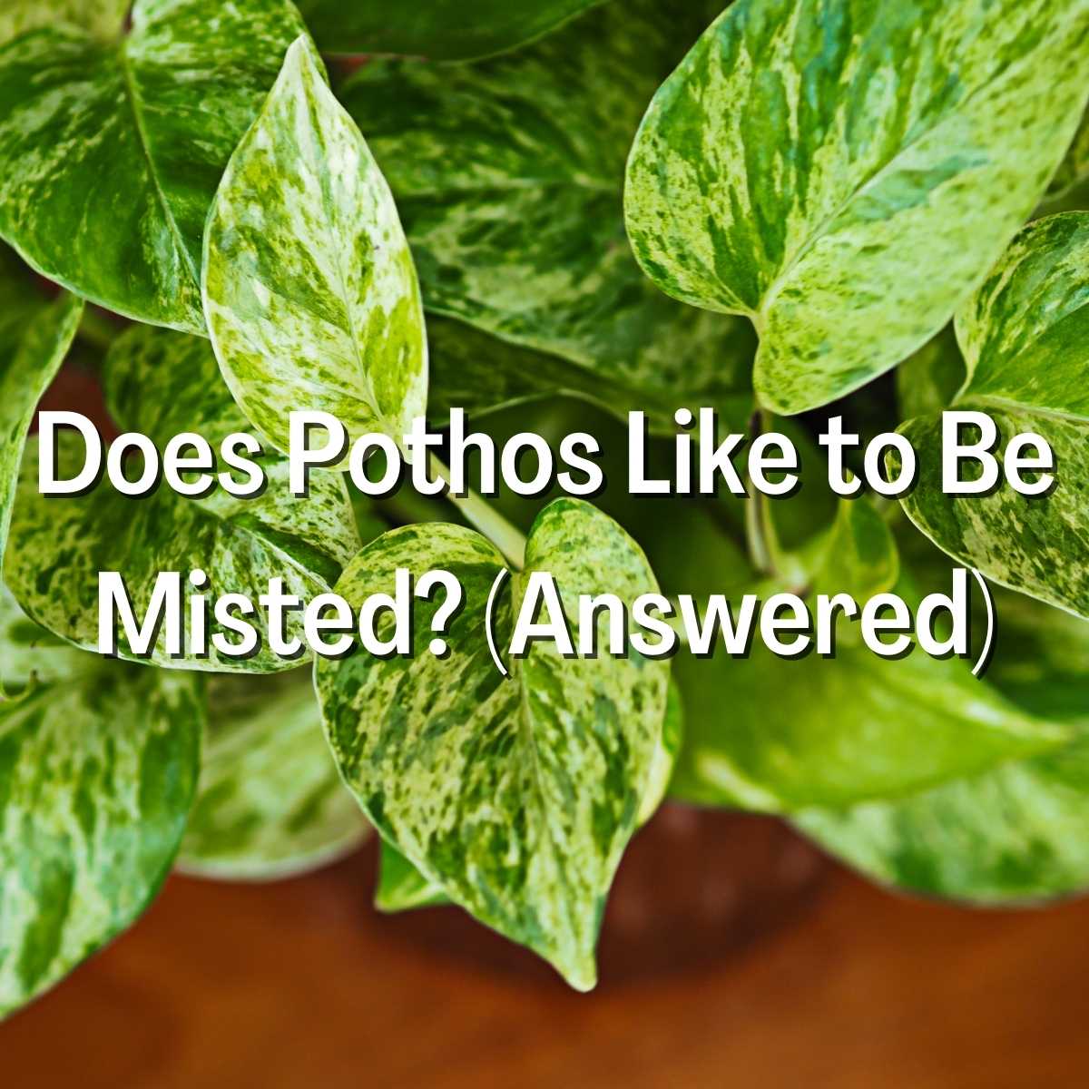 Does Pothos Like to Be Misted