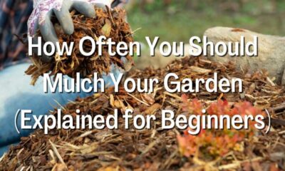 How Often You Should Mulch Your Garden