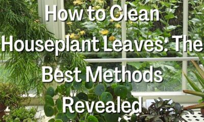 How to Clean Houseplant Leaves