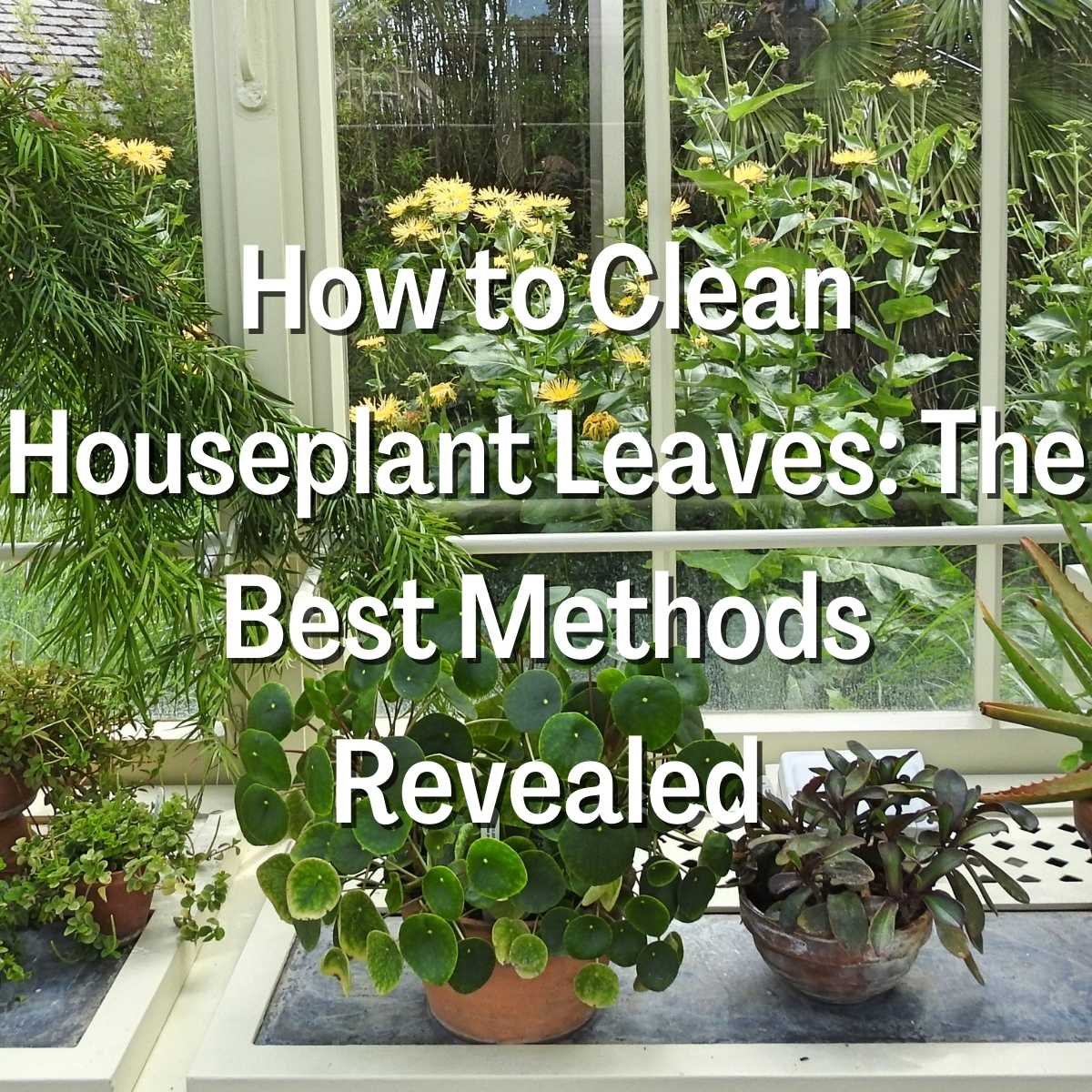 How to Clean Houseplant Leaves