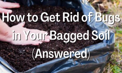 How to Get Rid of Bugs in Your Bagged Soil
