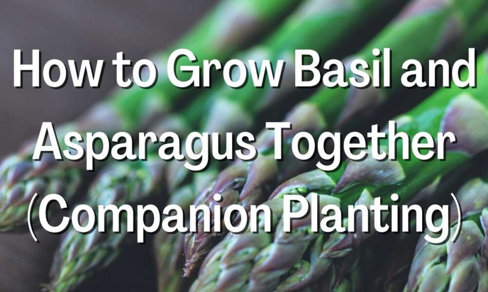 How to Grow Basil and Asparagus Together