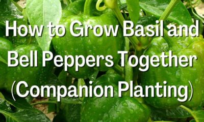 How to Grow Basil and Bell Peppers Together