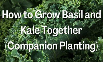 How to Grow Basil and Kale Together