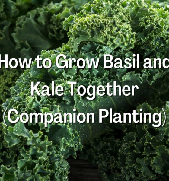 How to Grow Basil and Kale Together