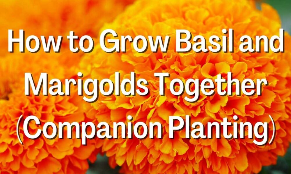 How to Grow Basil and Marigolds Together