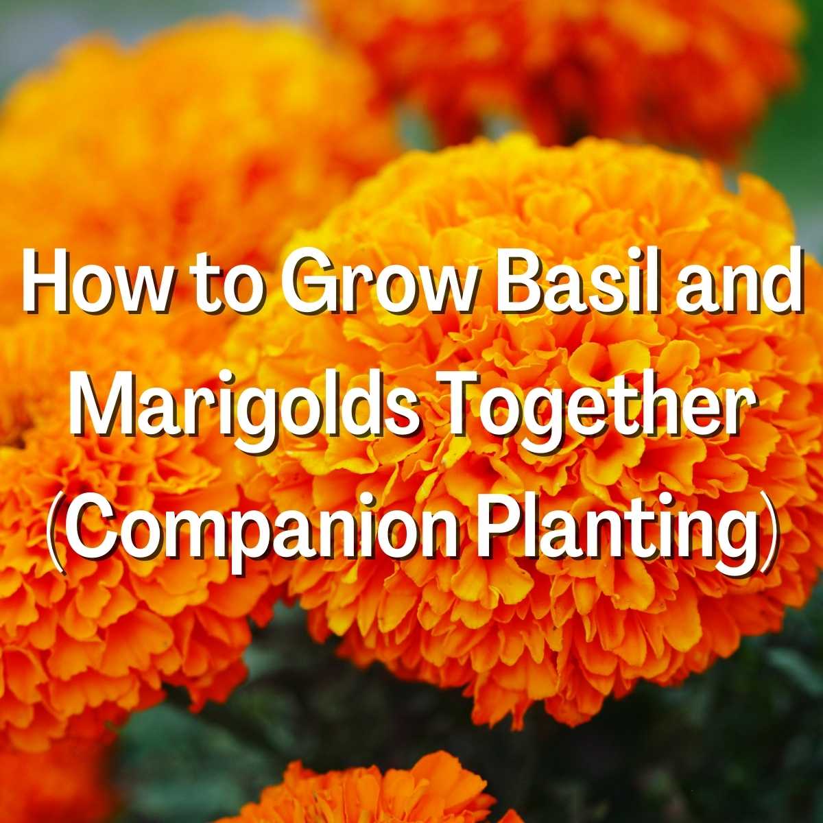 How to Grow Basil and Marigolds Together
