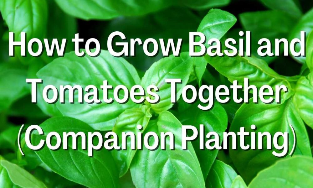How to Grow Basil and Tomatoes Together