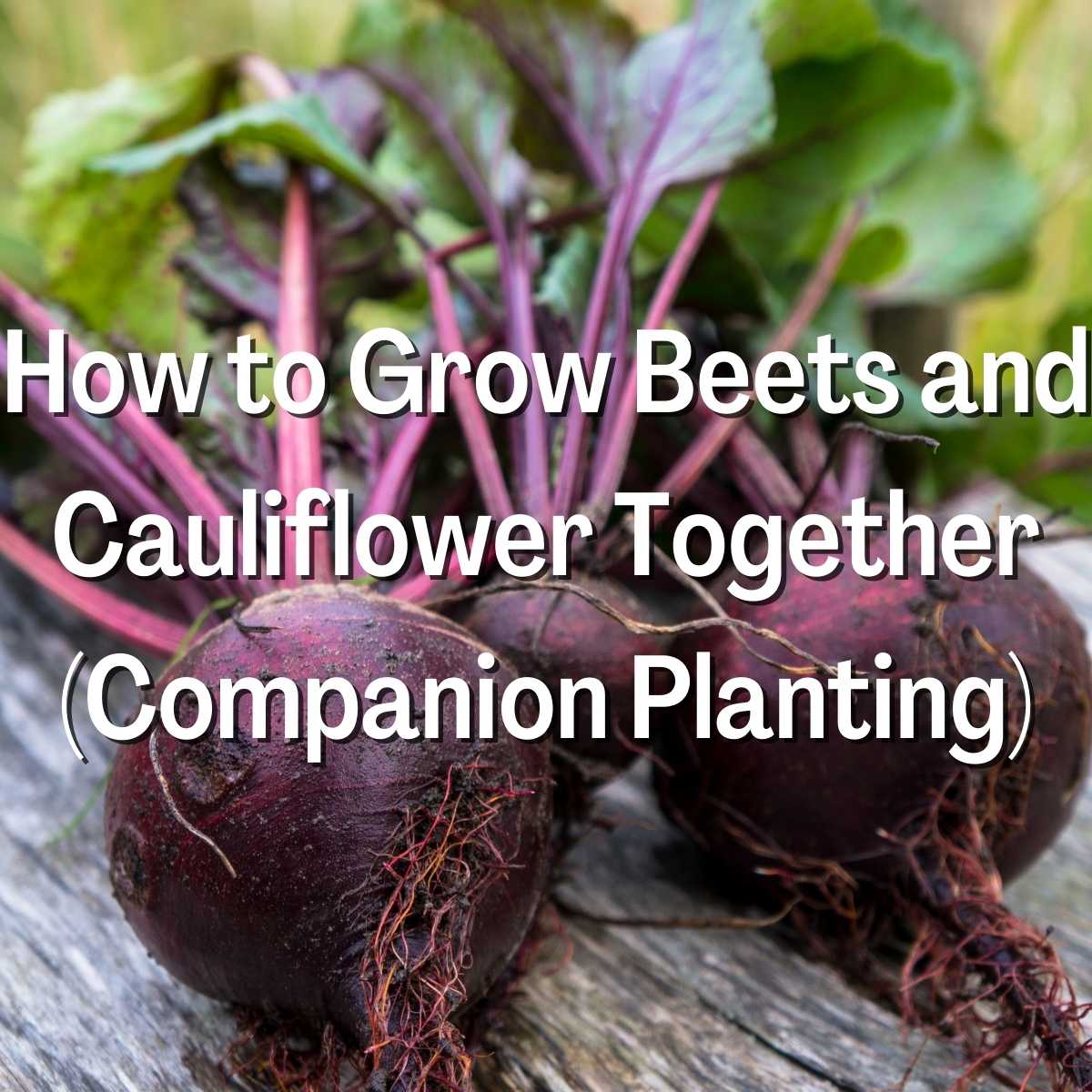 How to Grow Beets and Cauliflower Together