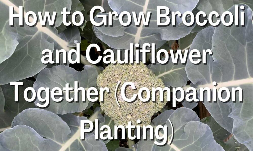 How to Grow Broccoli and Cauliflower Together