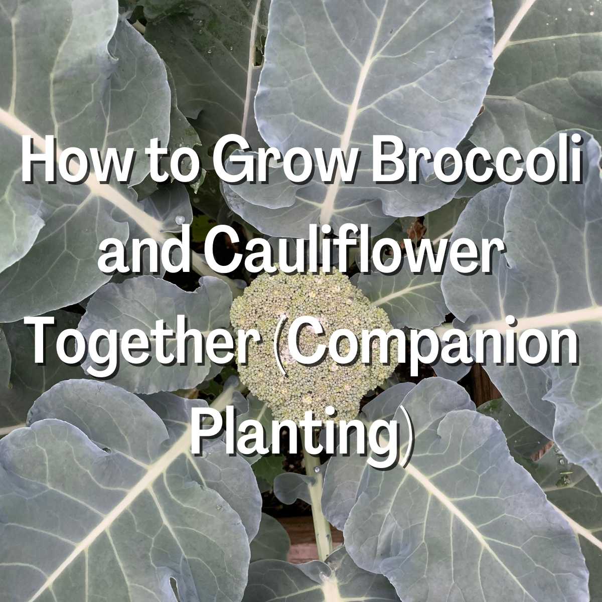 How to Grow Broccoli and Cauliflower Together