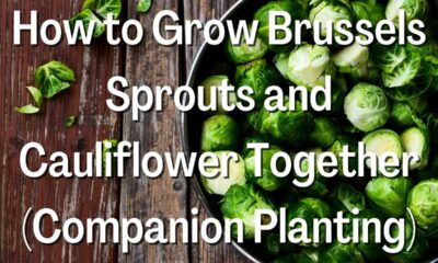 How to Grow Brussels Sprouts and Cauliflower Together