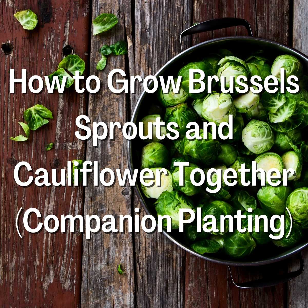 How to Grow Brussels Sprouts and Cauliflower Together