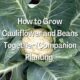 How to Grow Cauliflower and Beans Together
