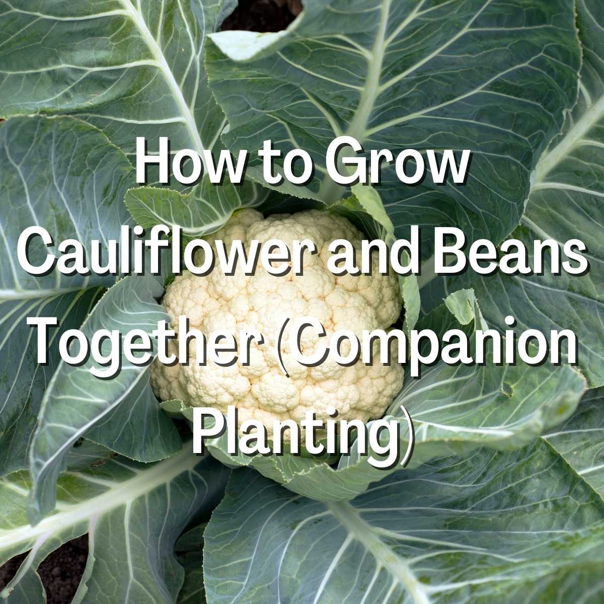 How to Grow Cauliflower and Beans Together