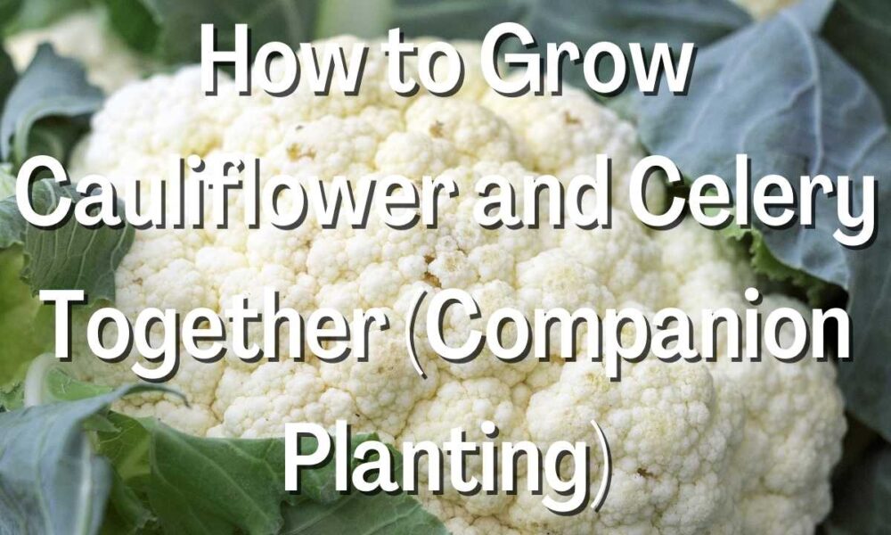 How to Grow Cauliflower and Celery Together