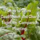How to Grow Cauliflower and Chard Together
