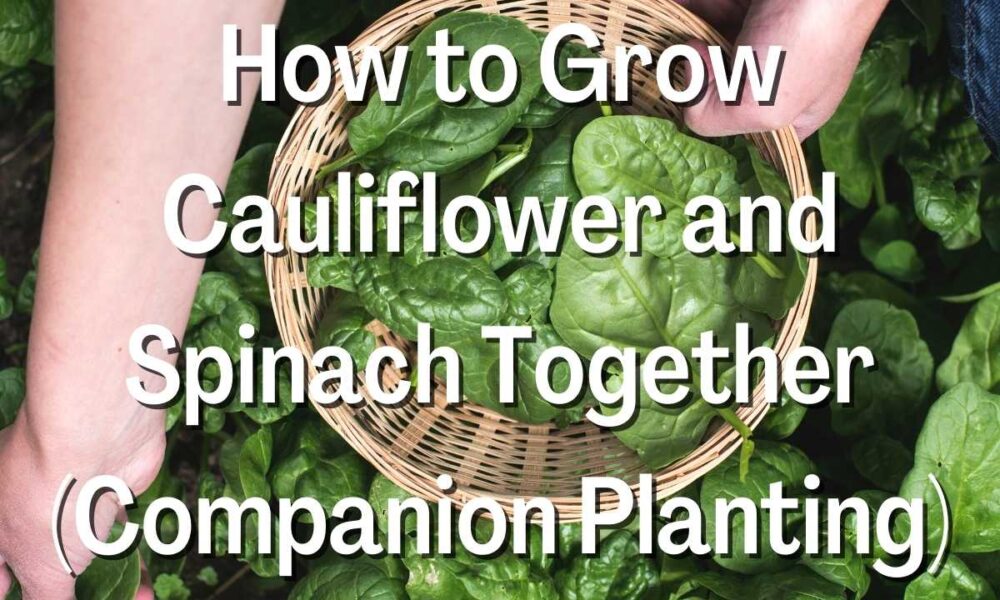 How to Grow Cauliflower and Spinach Together