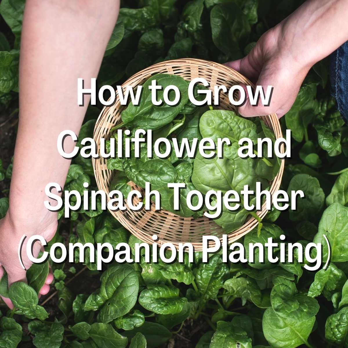 How to Grow Cauliflower and Spinach Together
