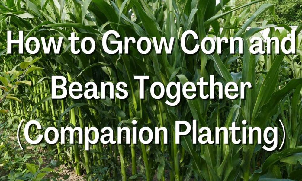 How to Grow Corn and Beans Together