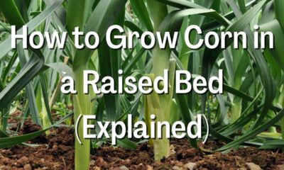 Grow Corn in a Raised Bed