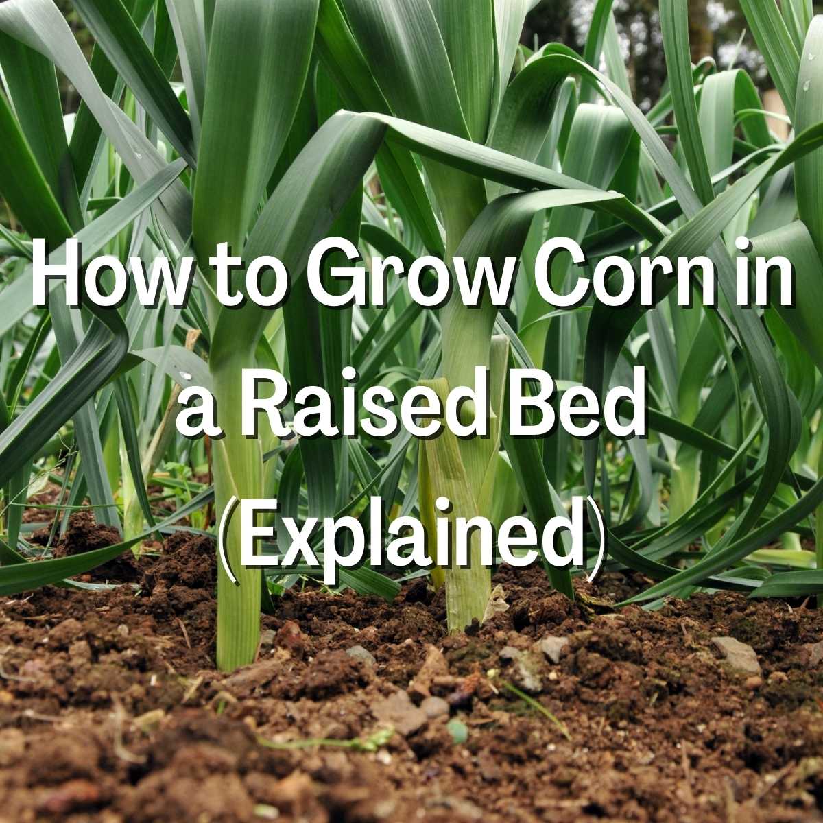 Grow Corn in a Raised Bed