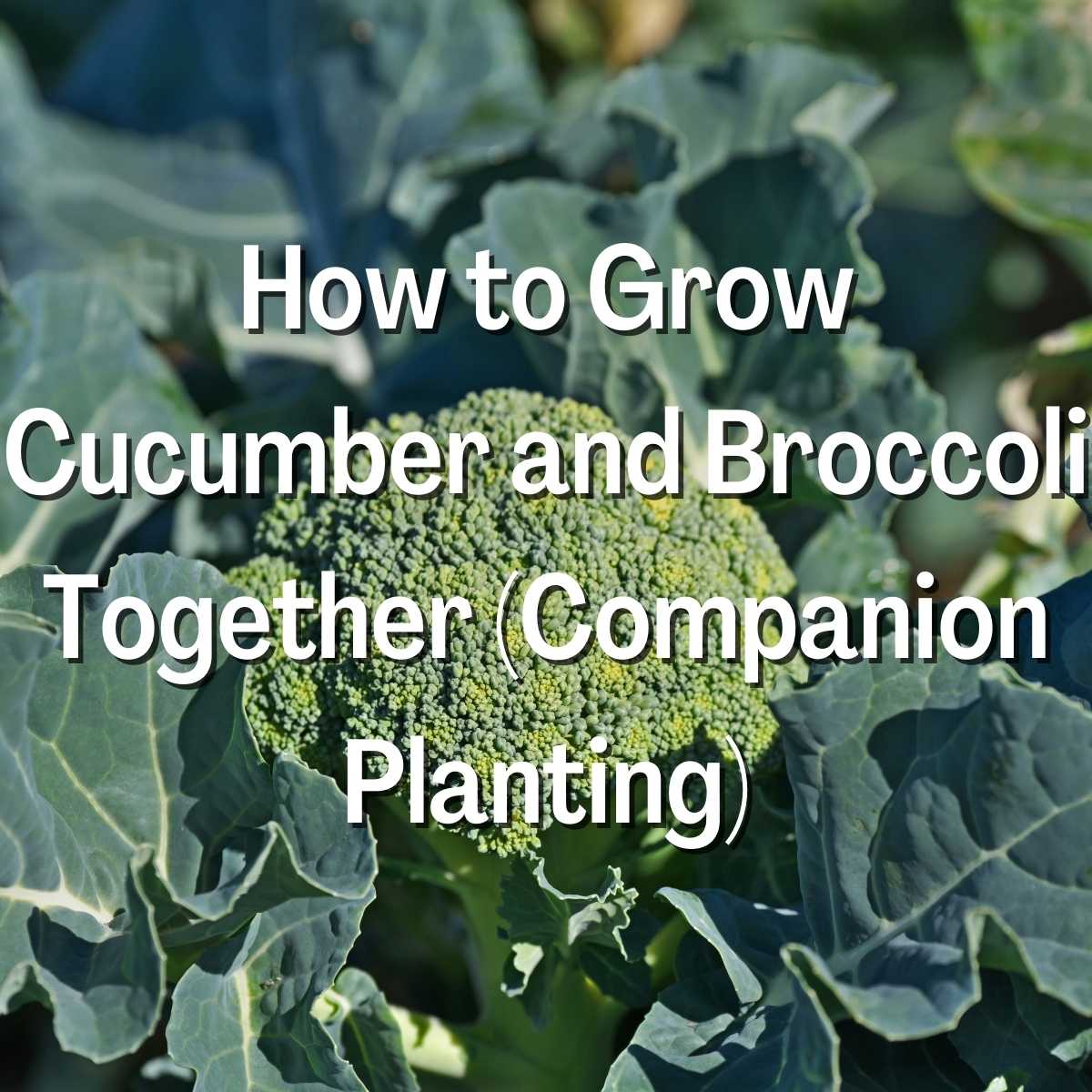 How to Grow Cucumber and Broccoli Together