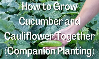 How to Grow Cucumber and Cauliflower Together