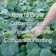How to Grow Cucumber and Cauliflower Together