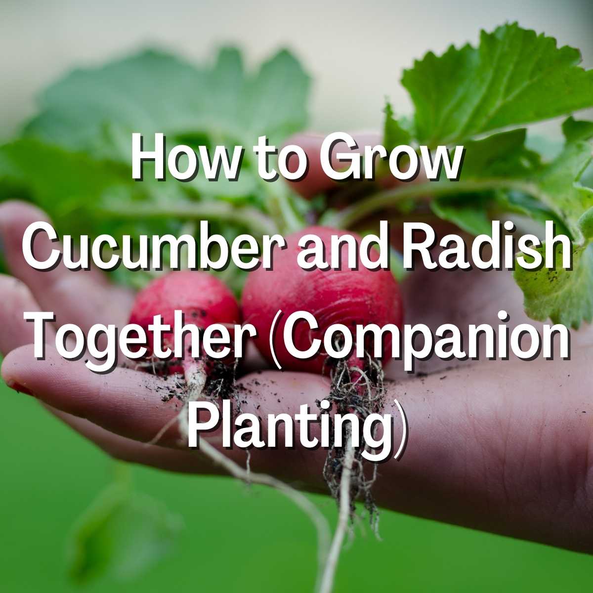 How to Grow Cucumber and Radish Together