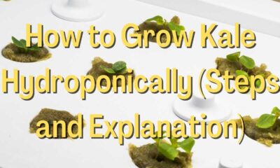 How to Grow Kale Hydroponically