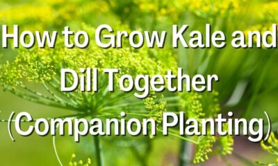 How to Grow Kale and Dill Together