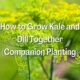 How to Grow Kale and Dill Together