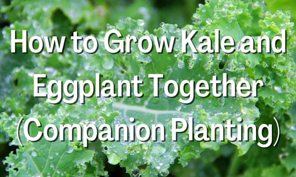 How to Grow Kale and Eggplant Together