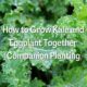 How to Grow Kale and Eggplant Together