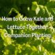 How to Grow Kale and Lettuce Together