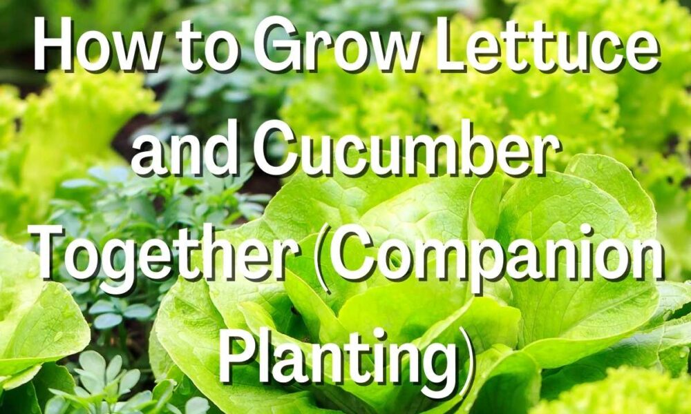 How to Grow Lettuce and Cucumber Together