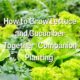 How to Grow Lettuce and Cucumber Together
