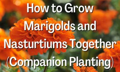 How to Grow Marigolds and Nasturtiums Together