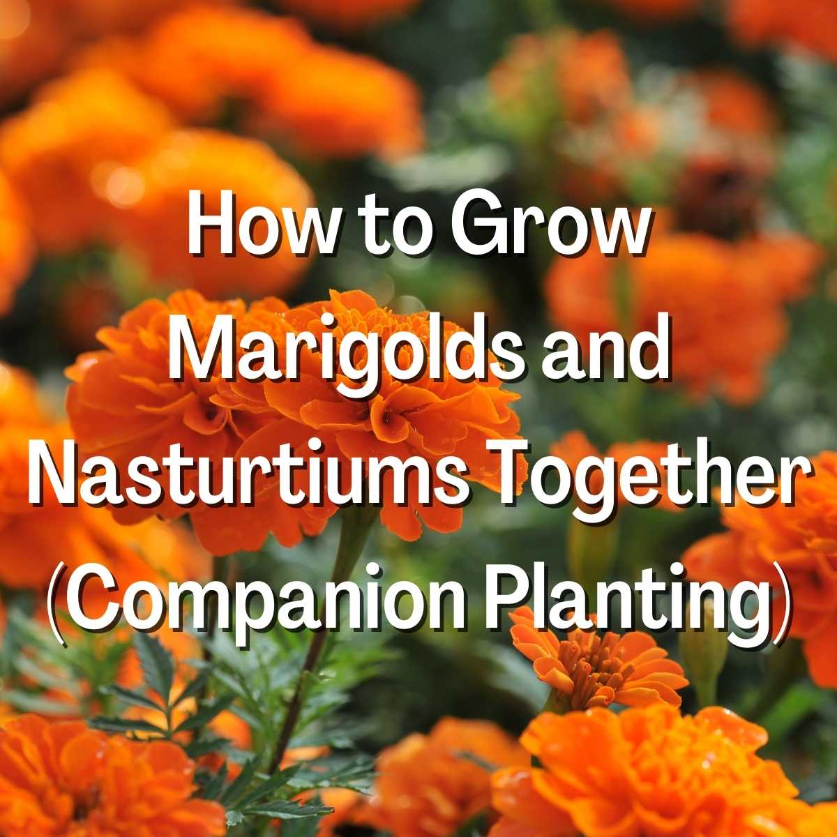 How to Grow Marigolds and Nasturtiums Together