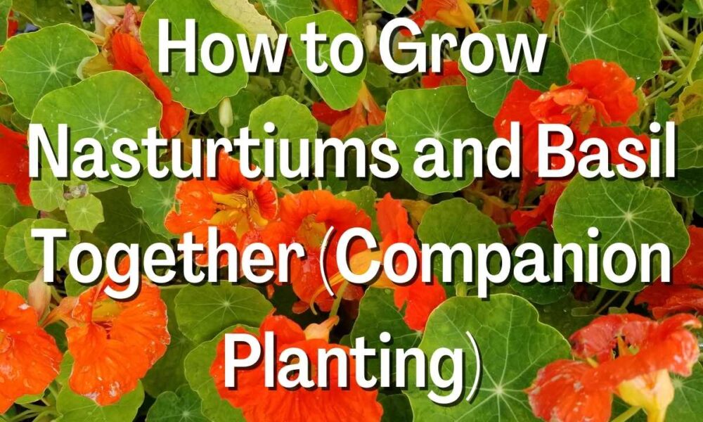How to Grow Nasturtiums and Basil Together