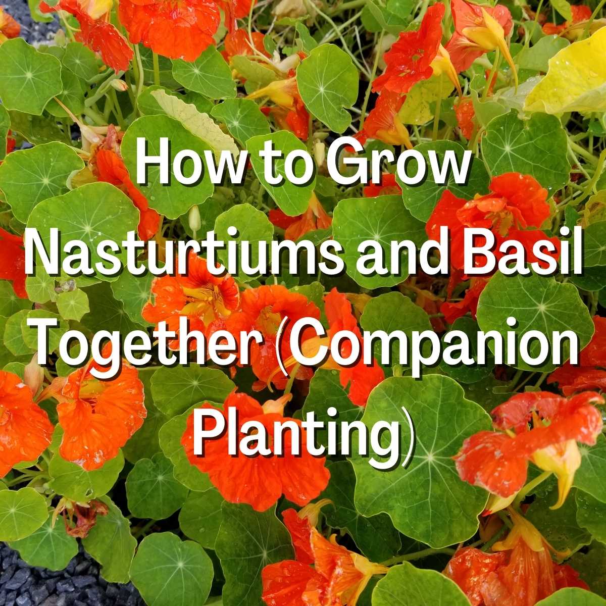 How to Grow Nasturtiums and Basil Together