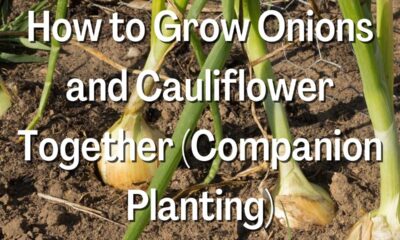 How to Grow Onions and Cauliflower Together