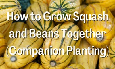 How to Grow Squash and Beans Together