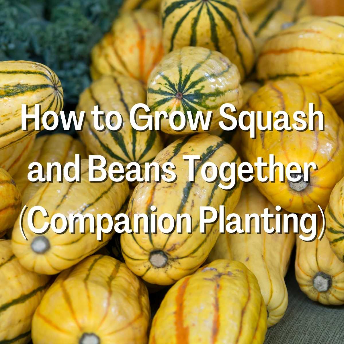 How to Grow Squash and Beans Together